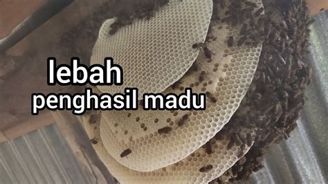 Cara Memindahkan Lebah Madu Youtube