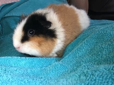 2 Female Guinea Pigs Cage Food And Wood Shavings Included 8months
