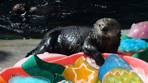 Your monthly guide to food specials, meal deals and chain restaurants open easter. Sea otters crack open their Easter eggs - Eat, Drink, Play