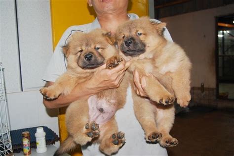 Mini Chow Chow Puppy For Sale For Sale Adoption From Kuala Lumpur