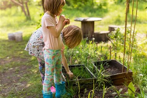 Little Girls Gardening In Urban Community Garden Stock Image Image Of