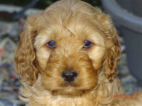 • cockapoo dog breeders are listed below alphabetically by state / city. Cockapoo puppies for sale. | Nottingham, Nottinghamshire ...