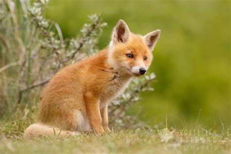 Cutefoxcubbythrumyeye D85cjz2 1000×668 Lovely Souls