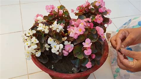 Care Of Begonia Plant How To Grow And Care Begonia Plant Fun