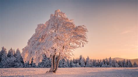 Snow Covered Trees In Snow Field During Daytime 4k Hd Nature Wallpapers
