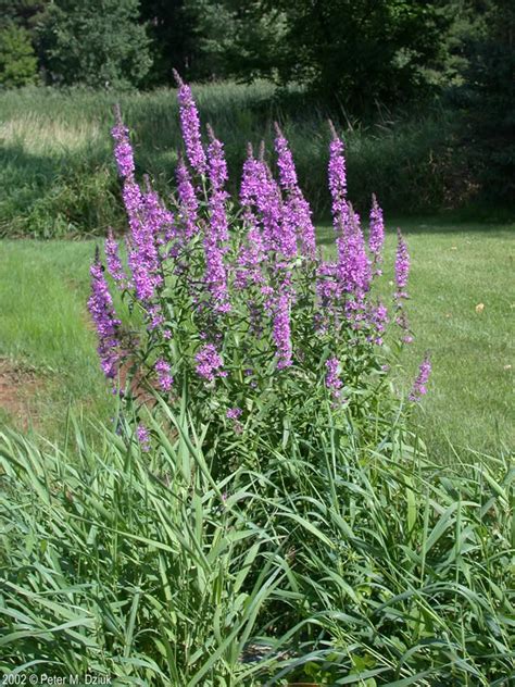 Lythrum Salicaria Purple Loosestrife Minnesota Wildflowers