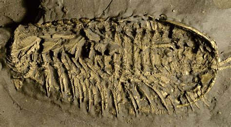 450 Million Year Old Sea Creatures Bizarre Breathing Organs Uncovered