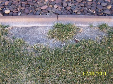 Xtremehorticulture Of The Desert Lawns Brown Spots Can Be Dogs And