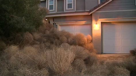 Tumbleweeds ‘invasion Hits Towns In Utah And California National