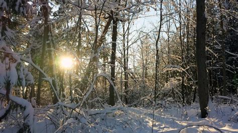 Snow Covered Trees And Bushes Refreshed By Sunset Light In A Frozen
