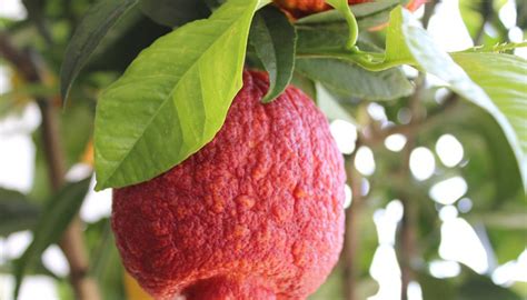 Limone Rosso Caratteristiche E Vendita Online Gardenhome