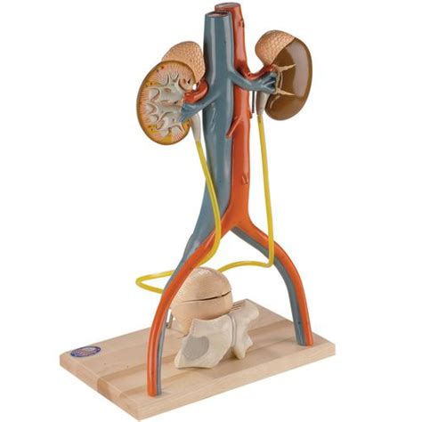 Medullary Anatomical Model 0145 00 Denoyer Geppert Urinary System