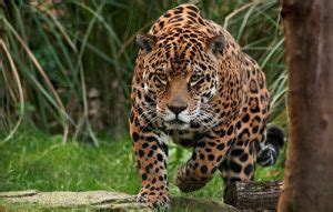 Animales de poder: Jaguar - chamanismo para todos