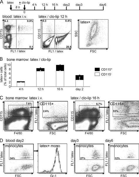 Mobilization Of LX Neutrophils And B Cells From The Spleen To The Bone