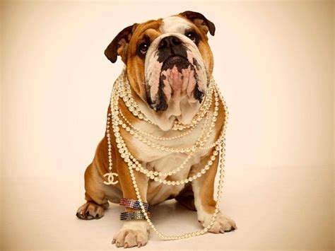 1000 Images About Glamorous Pets On Pinterest Shops