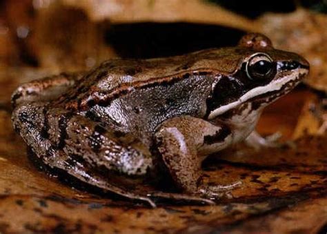 Wood Frog Alchetron The Free Social Encyclopedia