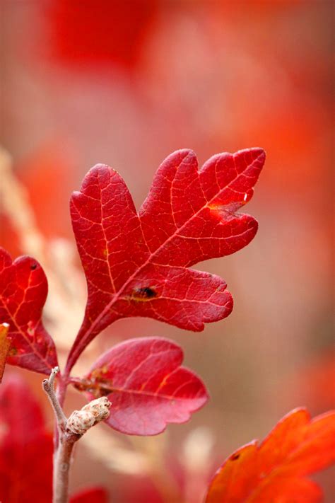 Jeff Finkelstein Photography Canon 50d Red Leaf