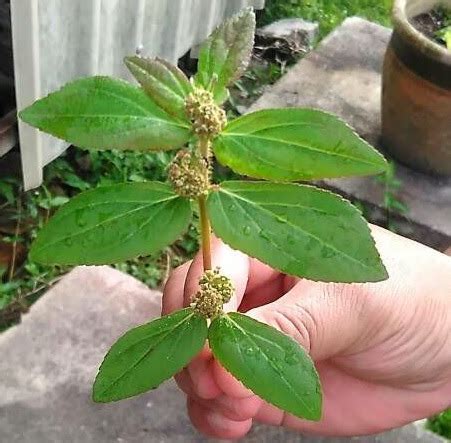 Data konsumsi di dalam rumah tangga diperoleh dari susenas, sedangkan konsumsi di luar rumah tangga diperoleh dari survei konsumsi bahan pokok yang meliputi hotel, restoran dan catering. Pokok Susu Nabi Ubati Gout Kronik..Inilah Pokok Itu ...