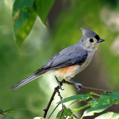 Download Tufted Titmouse Svg For Free Designlooter 2020 👨‍🎨