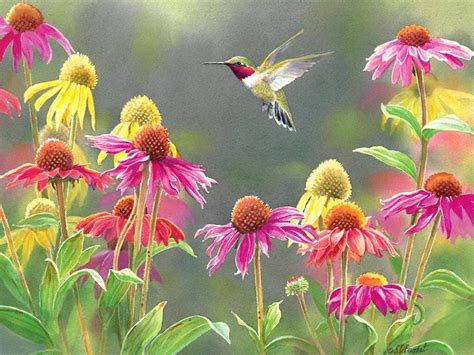 Select from premium hummingbird of the highest quality. Hummingbird Wallpapers - Top Free Hummingbird Backgrounds ...