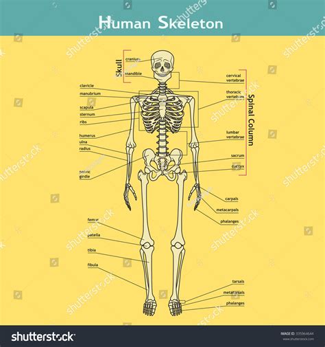 Illustration Skeletal System Labels Human Skeleton Stock Vector