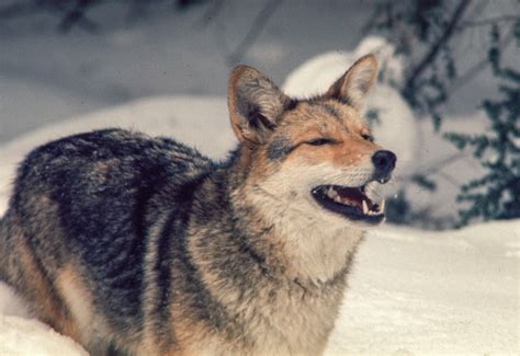 Vermont Fandw To Hold Meeting On Coyotes Jan 14 In Winooski Outdoor Wire