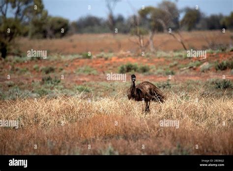 Emu In The Australian Outback Stock Photo Alamy