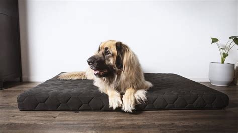 Dog Cooling Beds The Best Cooling Beds To Chill Your Hot Dog