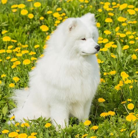 Premium Photo Fluffy Sad Puppy Samoyed Dog