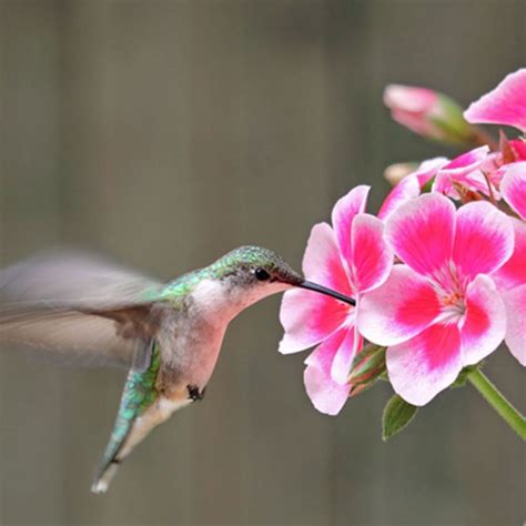 Their humming sounds bring the feeling of serenity. Learn how to grow a hanging basket or container for ...