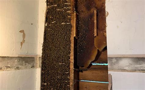 Hive Of 80 000 Bees Discovered Behind Walls Of Home In Indianapolis National