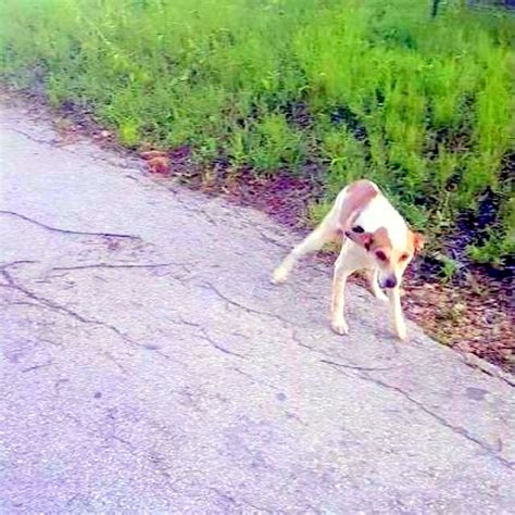 Abandoned Dog Crying On Side Of The Road Just Wants To Kiss Her Rescuer