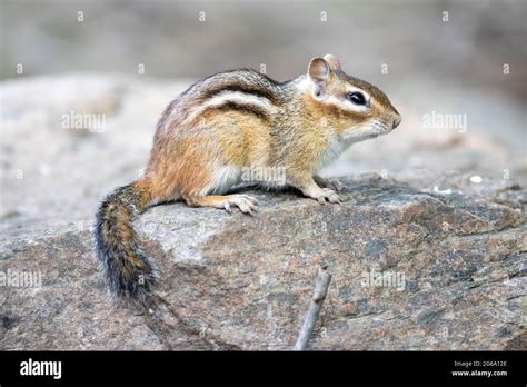 Eastern Chipmunk Tamias Striatus Sitting On Rock Looking Forward