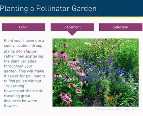 Storyline Pollinator Course With Tabs Interaction Downloads E Learning Heroes