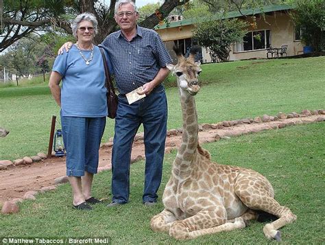 Check spelling or type a new query. McRae family remembers Fenne the pet giraffe who roamed their South African home freely | Daily ...