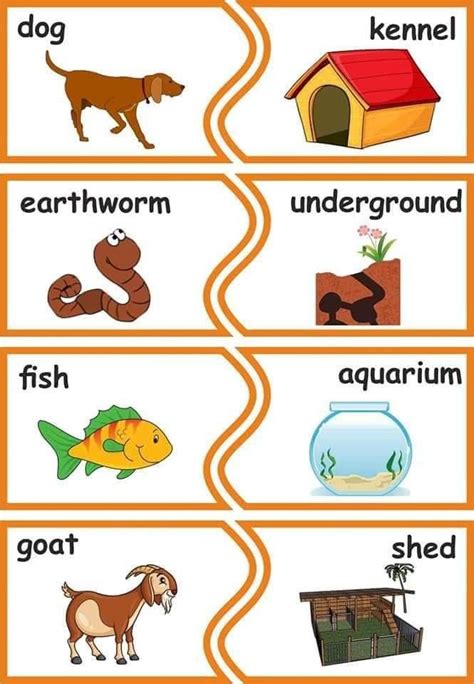 An Orange And White Poster With Words Describing Different Types Of Animals