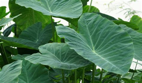 Elephant Ear Plant Facts How To Grow And Care Tips