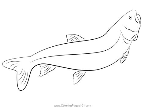Lake Trout Coloring Page For Kids Free Trouts Printable Coloring