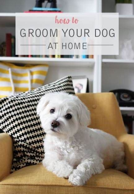 If you want to give yourself a haircut at home, or if you're itching for a buzz cut, all you really need is a couple of mirrors and a good hair clipper. Best diy dog stuff tutorials puppys 64+ Ideas | Dog ...