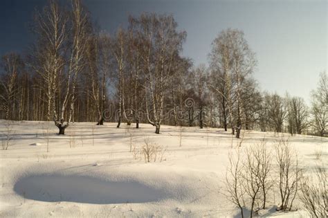 Winter Landscape With Birch By Grove Stock Image Image Of Birch
