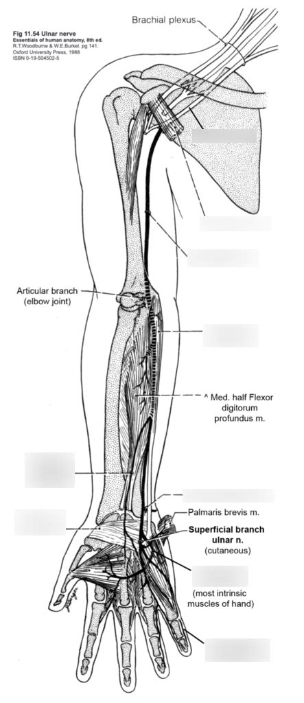 Ulnar Nerve And Its Branches Diagram Quizlet