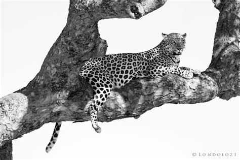 Londolozi Fine Art Wildlife Photography