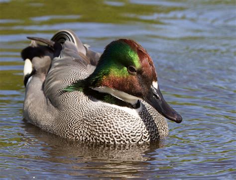 Falcated Duck Anas Falcata Alan Flavell Flickr