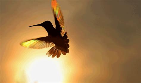 Hummingbird Vision Hints At Compound Colors Outside The Normal Spectrum