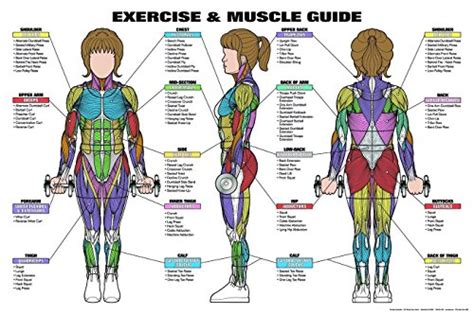 Buy Exercise Female Muscle Guide Fitness The Human Muscular System