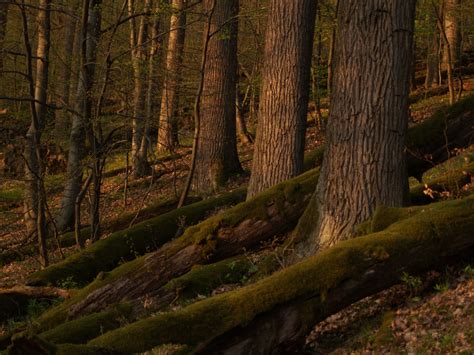 Agreement reached: old growth forests in Slovakia will not be touched | WWF