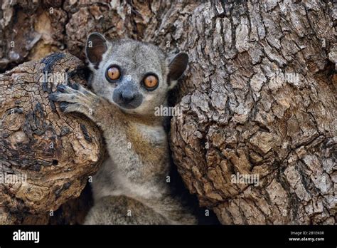 Red Tailed Sportive Lemur In The Hollow Of A Dry Forest Tree Kirindy