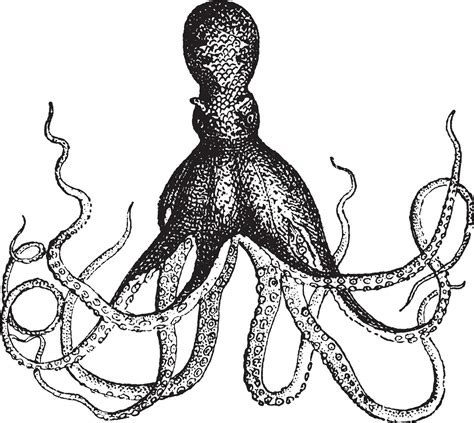Octopus Vintage Engraving 35467794 Vector Art At Vecteezy