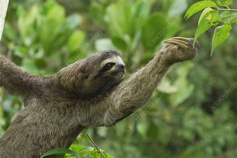 Brown Throated Three Toed Sloth Stock Image C0086643