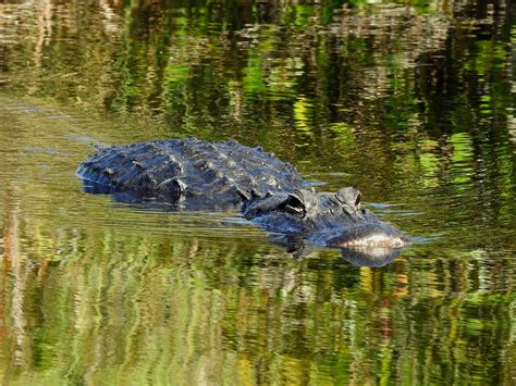 American Alligator At Anhinga Trail Everglades Florida Flickr